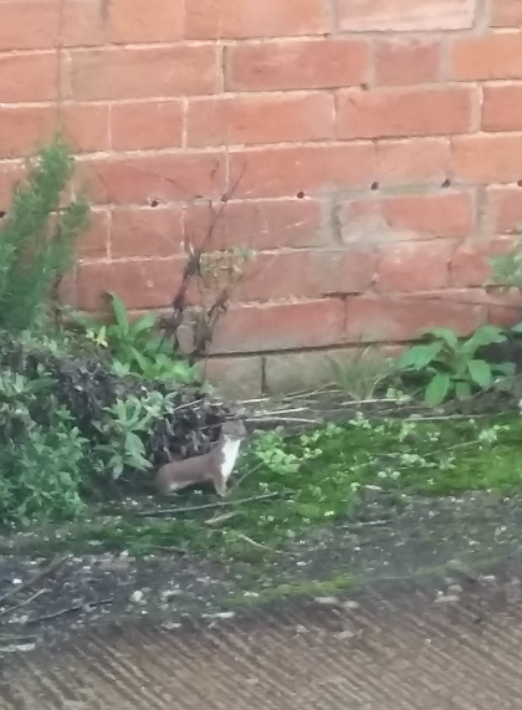 photo of weasel taken outside the office