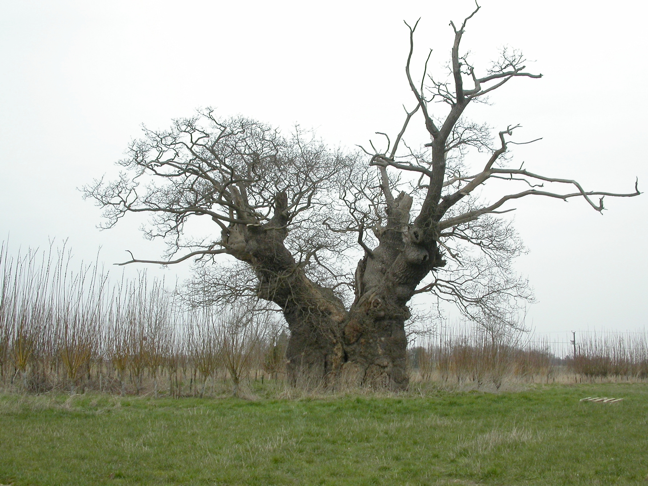 Temple Oak tree