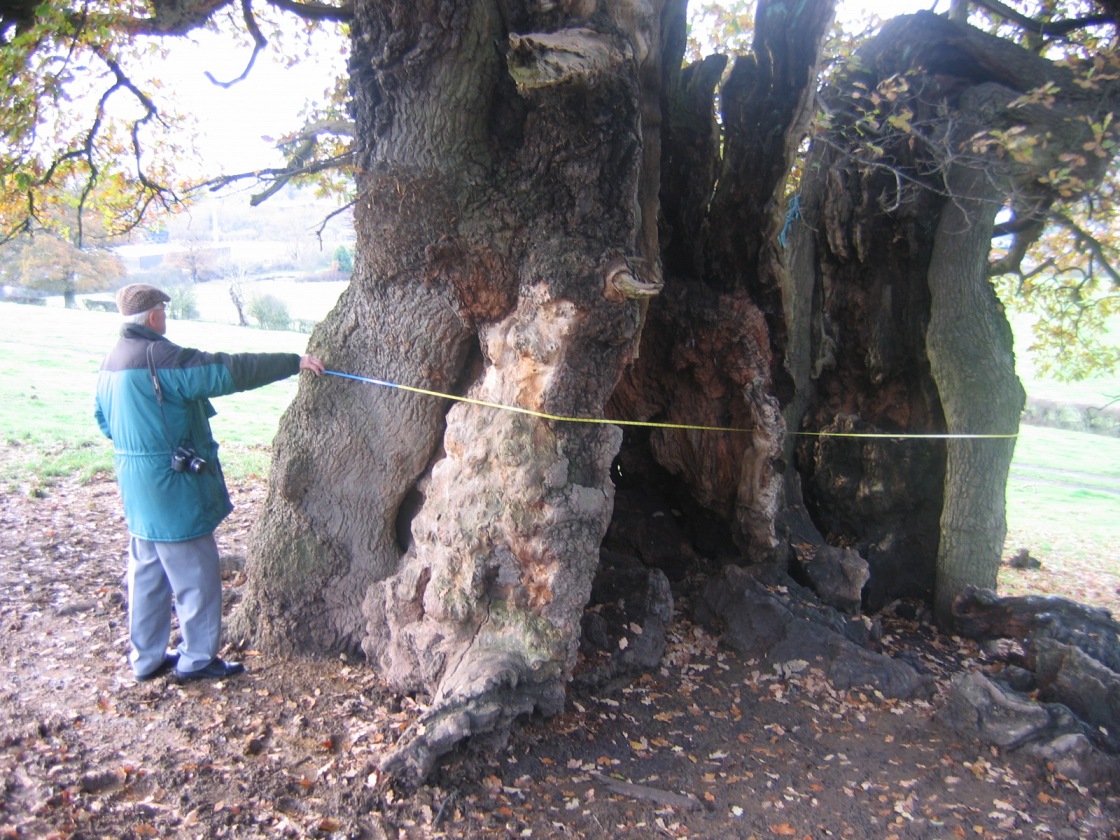 recorder measuring one of the countys biggest trees