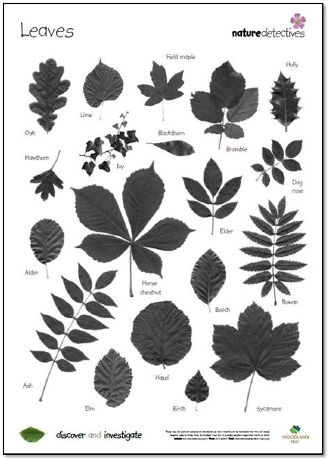 Leaf Identification Chart Uk