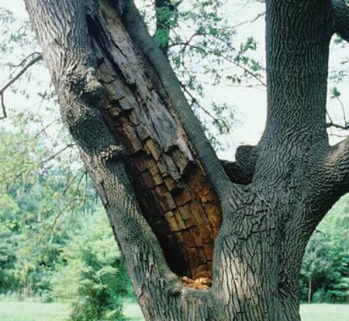 ancient tree with rot cavity