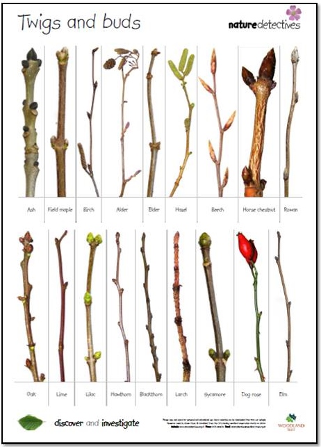 Twigs and Buds ID sheet