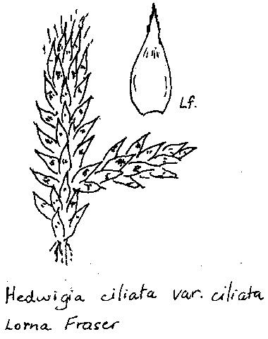 Hedwigia ciliata