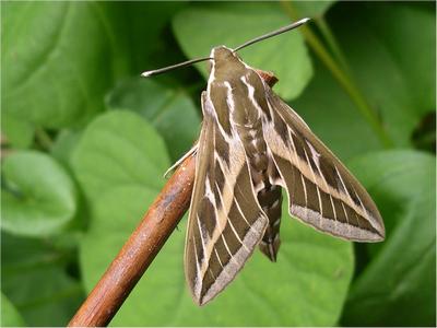 Striped Hawkmoth migration