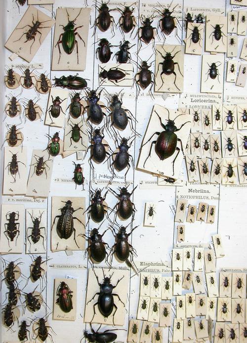 Beetle identification outlet
