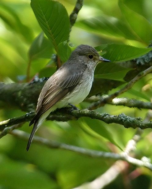 Spotted fly catcher deals