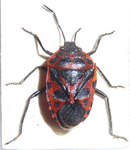 Striking red and black bugs Hemiptera Heteroptera in