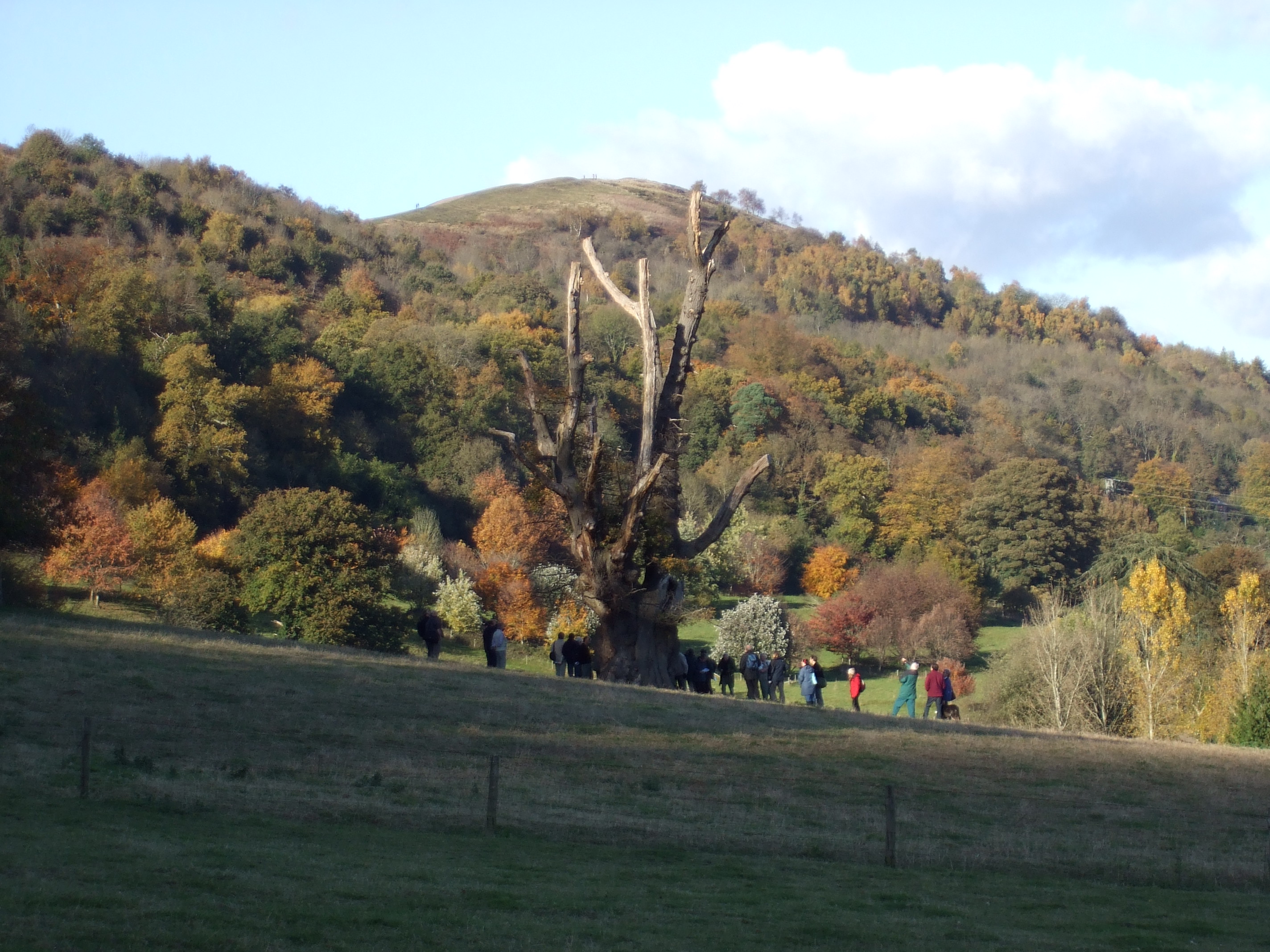 tree at Castlemorton Common