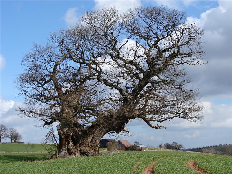 ancient tree at Great Witley