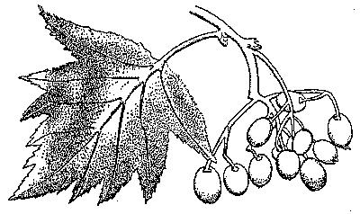 Sorbus torminalis