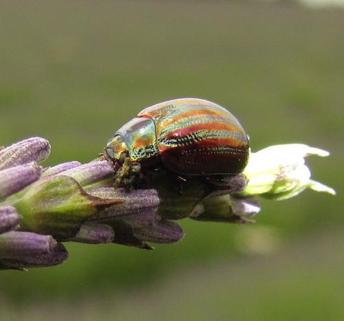 Rosemary beetle deals