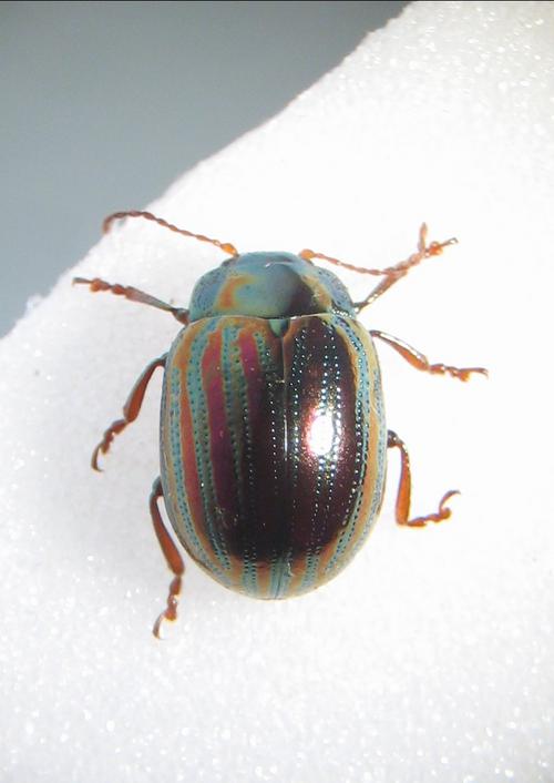 Is the Rosemary Rainbow Beetle Chrysolina americana at large